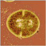 http://images.forbes.com/media/2006/02/bacteria_5.jpg